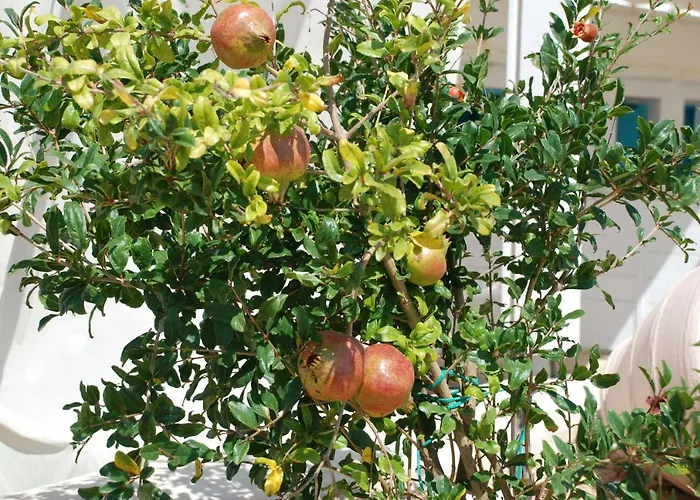 Kampos Naousa-marpisa * Αμπελάς