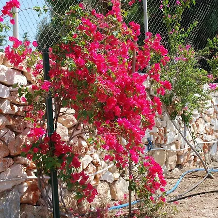 Tatil Evi Kampos Naousa-marpisa Ambelas