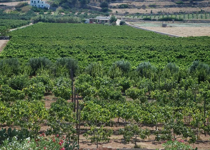 Kampos Naousa-marpisa Ambelas